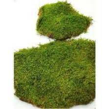 Rüzgar Çiçekçilik Gerçek Kaya Yosununu 250 gr