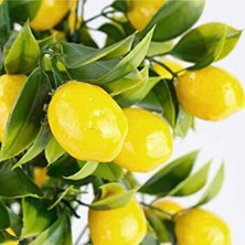 Rüzgar Çiçekcilik Yapay Limon Demeti