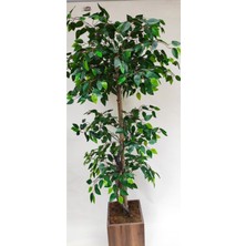 Rüzgar Yapay Çiçekçilik 180 cm Ahşap Saksıda Benjamin Ağacı