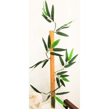 Rüzgar Çiçekcilik 50 cm 25 Adet Bambu