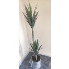 Rüzgar Çiçekçilik Yuka Ağacı