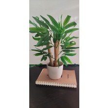 Rüzgar Çiçekçilik Saksıda Bambu