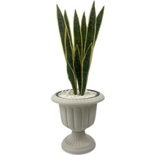 Yapay Kılıç Yucca Bitkisi 1.20 mt Boy Ağaç Nergiz Beyaz -Krem Saksıda Yuka Ağacı