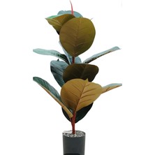 Rüzgar Çiçekcilik 80 cm Kauçuk Ağacı