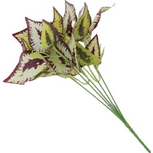 Rüzgar Çiçekçilik Tropik Bitki