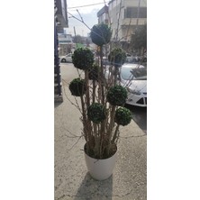 Rüzgar Çiçekcilik 160 cm Yükseklikte 9 Lu Şimşir Top