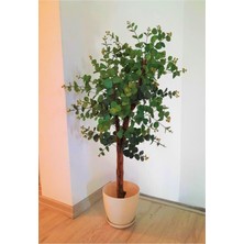 Yapay Okaliptüs Ağacı Avustralya Okaliptüs Bitkisi 1.20 mt Boy Çift Gövdeli Çiçek