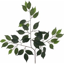 Rüzgar Çiçekcilik Benjamin Yaprağı