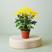 Greenvila Örümcek Kasımpatı Çiçeği – Beyaz Krizantem