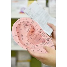 Ciyu Ticaret Kulak Maketi Akupunktur Noktası Görsel Akupunktur Noktaları