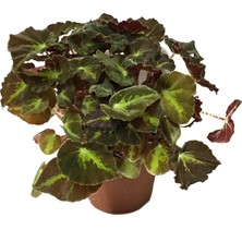 Betonish Begonia Rex 'Motuno' (Begonia Çiçeği)