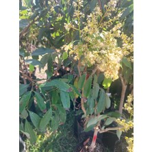 Yavuz Fidancılık Aşılı Liçi Fidanı 9 Yaş 150 cm