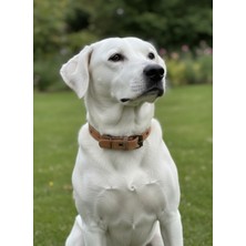 Balkonda Köpek Boyun Tasması Ayarlanabilir Minik, Küçük, Orta ve Büyük Irk 1,5 cm Genişlik Deri