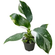 Betonish Philodendron 'white Wizard'