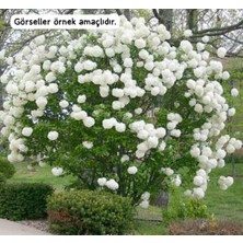 AFYON DOĞA PEYZAJ Kartopu Çiçeği