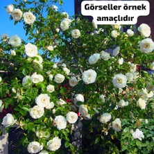 Afyon Doğa Peyzaj Aşılı Yediveren Sarmaşık Gül Fidanı