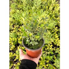 AFYON DOĞA PEYZAJ Tüplü Top Şimşir Fidanı