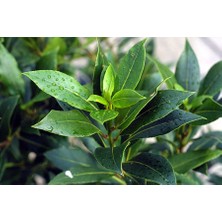 AFYON DOĞA PEYZAJ KOKULU DEFNE ÇALISI