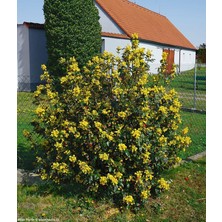 Afyon Doğa Peyzaj Mahonia(Mahonya) Herdem Yeşil Kışın Kırmızı Yapraklı