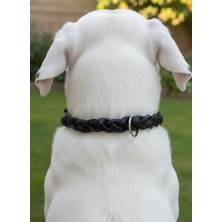 Balkonda Köpek Boyun Tasması Ayarlanabilir Orta, Büyük & Çok Büyük Irk 1,5 cm Genişlik Deri