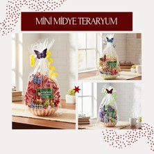 Starseven Mini Midye Teraryum - Öğretmenler Günü Hediyesi