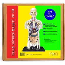 Neo Oyna Sorgula Keşfet Insan Gövdesi Maketi - 37 Parça Şeffaf Anatomi Modeli - 1:6 Ölçekli Eğitici Vücut Seti