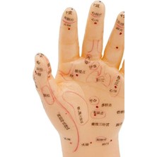 Ciyu Ticaret Akupunktur El Maketi Ofis Derslik Muayenehane Dekor Eğitici Akupunktur El Maketi