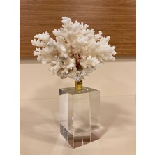 Dekoratif Şeffaf Kristal Altın Makaralı Doğal Mercan Yükseklik 18 cm