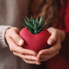 Kalpli Saksıda Canlı Sukulent | Romantik Hediyelik