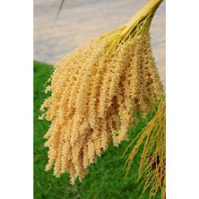 MARİFET HURMA Hurma Poleni (Date Palm Pollen)  Orijinal | El Işlemesi | %100 Doğal | Yeni Mahsül