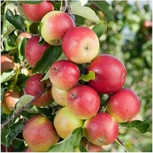 Afyon Doğa Peyzaj Aşılı   2 Yaş Amasya Elma Fidanı Açık Kök