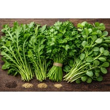 Sekoya Yeşillik Paketi  (Roka&tere&maydonoz&semizotu Tohumları)