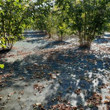 Morilu Fındık Toplama Filesi -%55'lik Kenarları Düz Yeşil File - Gölgeliği - Bahçe Çevirme Filesi -