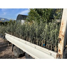 Gemlik Zeytin Fidanı