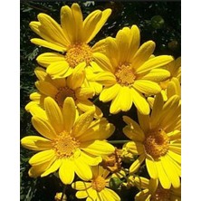 Sarı Papatya Europs Papatya