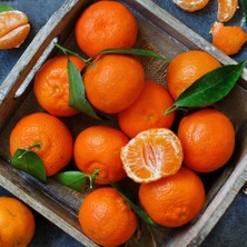 Taber Kokulu King Mandalinası Fidanı (Tüplü)