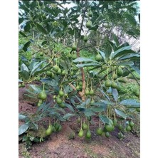 Tropikal Antalya Aşılı Meyve Vermeye Hazır Hass Black Avakado Fidanı