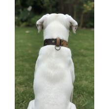 Balkonda Köpek Boyun Tasması Ayarlanabilir Küçük, Orta ve Büyük Irk 2,5 cm Genişlik Deri