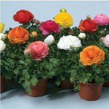 CSY 15 Adet Şakayık Çiçeği Yumrusu..karışık Renkler.yeni Mahsul. 6 Renkkarışık.yoğun Kokulu