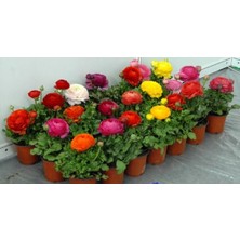 CSY 15 Adet Şakayık Çiçeği Yumrusu..karışık Renkler.yeni Mahsul. 6 Renkkarışık.yoğun Kokulu