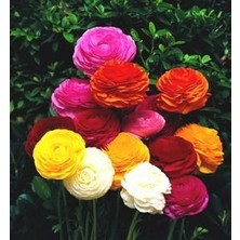 CSY 15 Adet Şakayık Çiçeği Yumrusu..karışık Renkler.yeni Mahsul. 6 Renkkarışık.yoğun Kokulu