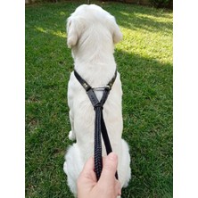 Balkonda Köpek Boyun Tasması Ayarlanabilir Yakın Tutmalı Model Tüm Irklar İskoto Halat & Deri