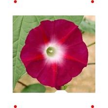 Calperia Kırmızı Sarmaşık Tohumu - 50 Adet