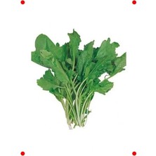 Calperia Ince Yapraklı Tere Tohumu - Hızlı Büyüyen Lezzet