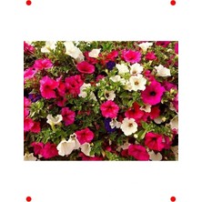 Calperia Petunya Çiçeği Tohumu (250+ Adet)