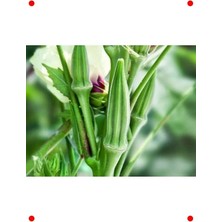 Calperia Doğal Sultani Bamya Tohumu