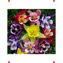 Calperia Haseki Küpesi Tohumu Karışık Renkler - 150 Adet