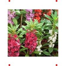 Calperia Kına Çiçeği Karışık Renk Tohumları - 75 Adet