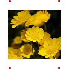 Calperia Iri Çiçekli Sarı Papatya Tohumu (25 Adet)