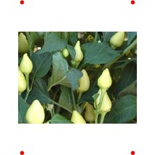 Calperia Doğal Sket Biber Tohumu